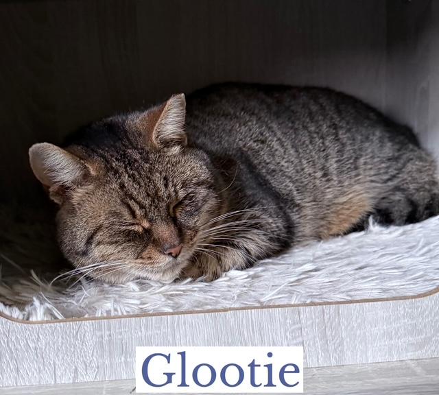 Enlarge Glootie, a ADOPTABLE Domestic Short Hair in Berkeley Springs, WV image 2/3