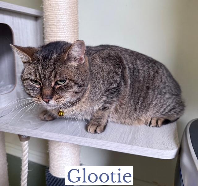 Enlarge Glootie, a ADOPTABLE Domestic Short Hair in Berkeley Springs, WV image 3/3