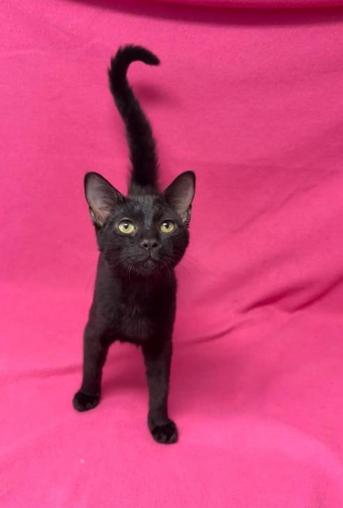 Gabe, Adoptable, Kitten Male Domestic Short Hair.