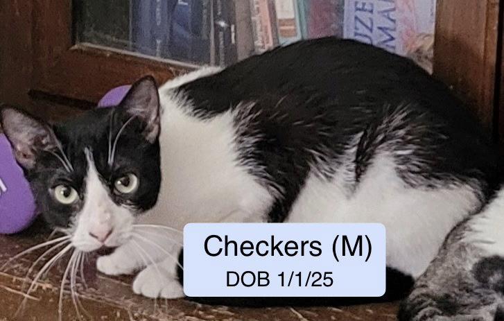 Enlarge Checkers, a Adoptable Domestic Short Hair in Vacaville, CA image 1/1
