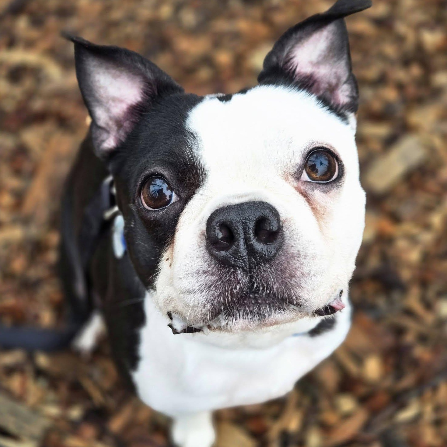 Enlarge Frankie , an adopted Boston Terrier in Severn, MD image 2/5