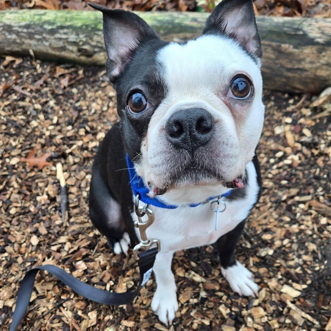 Enlarge Frankie , an adopted Boston Terrier in Severn, MD image 4/5