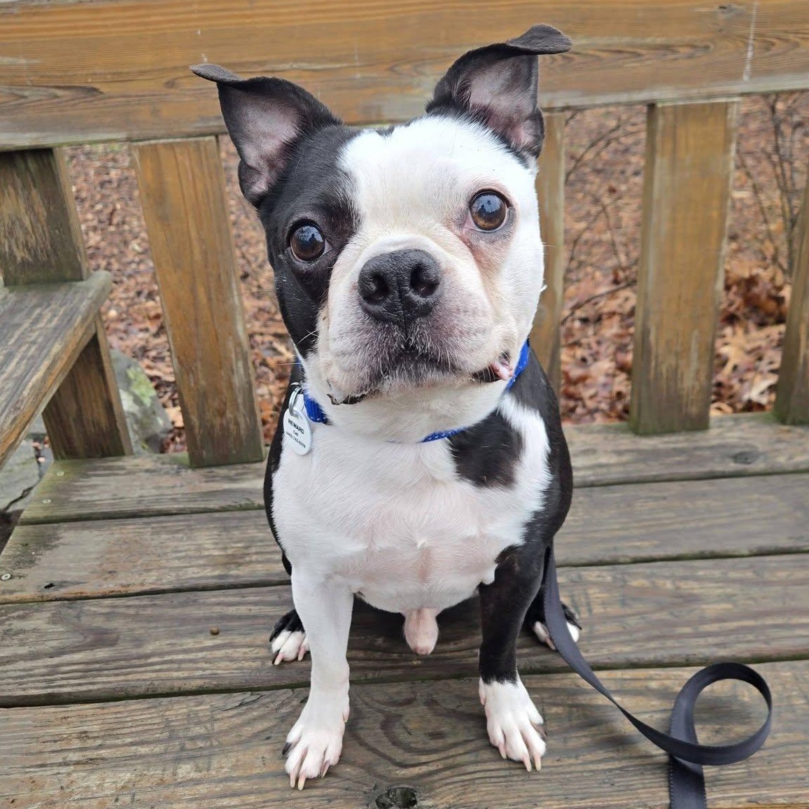 Frankie , adopted, Adult Male Boston Terrier.