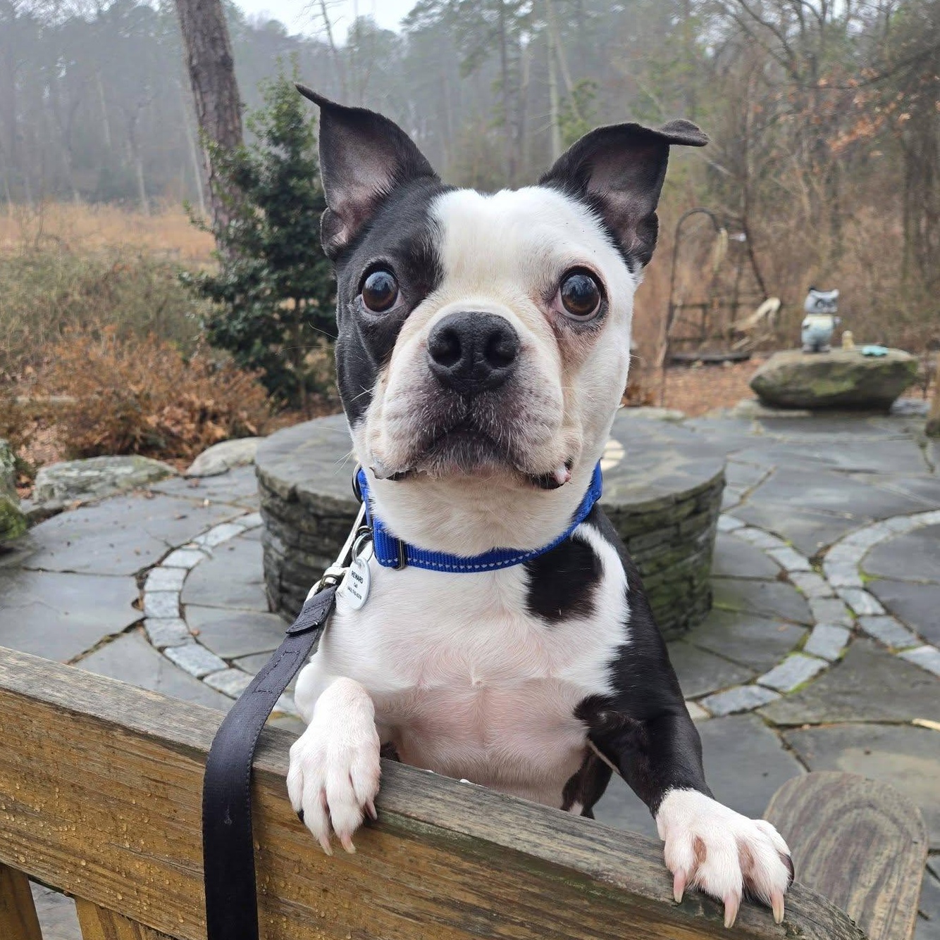 Enlarge Frankie , an adopted Boston Terrier in Severn, MD image 5/5