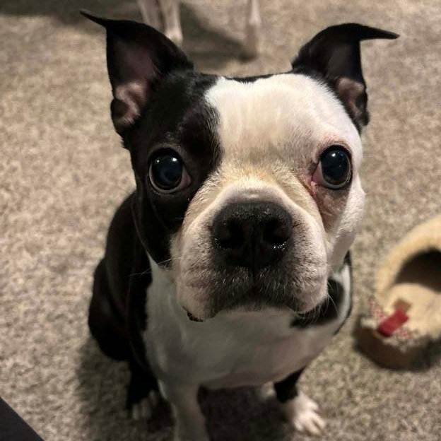 Enlarge Frankie , an adopted Boston Terrier in Severn, MD image 3/5