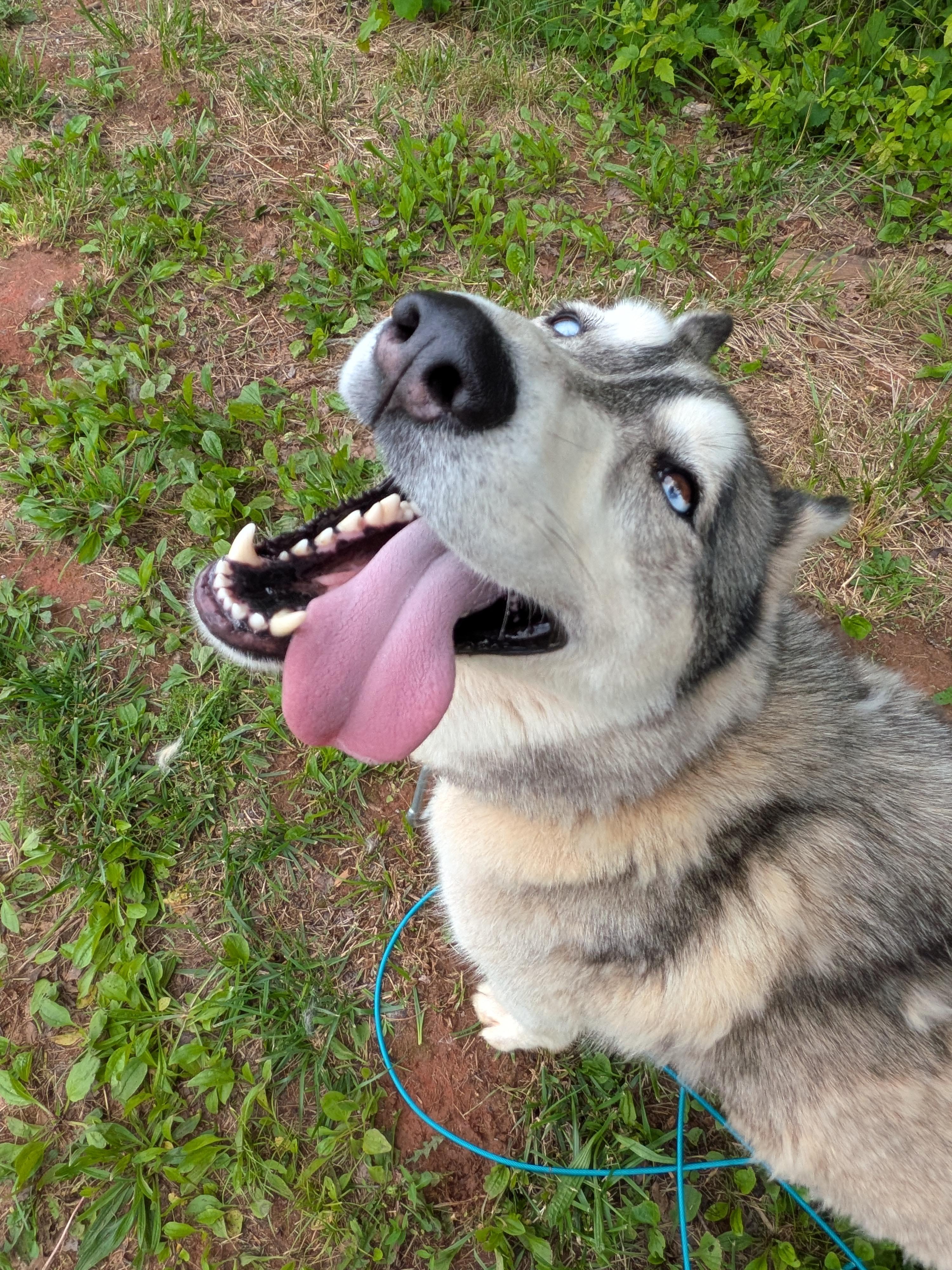 Timber, an adopted Siberian Husky in Rutherfordton, NC image 2/3