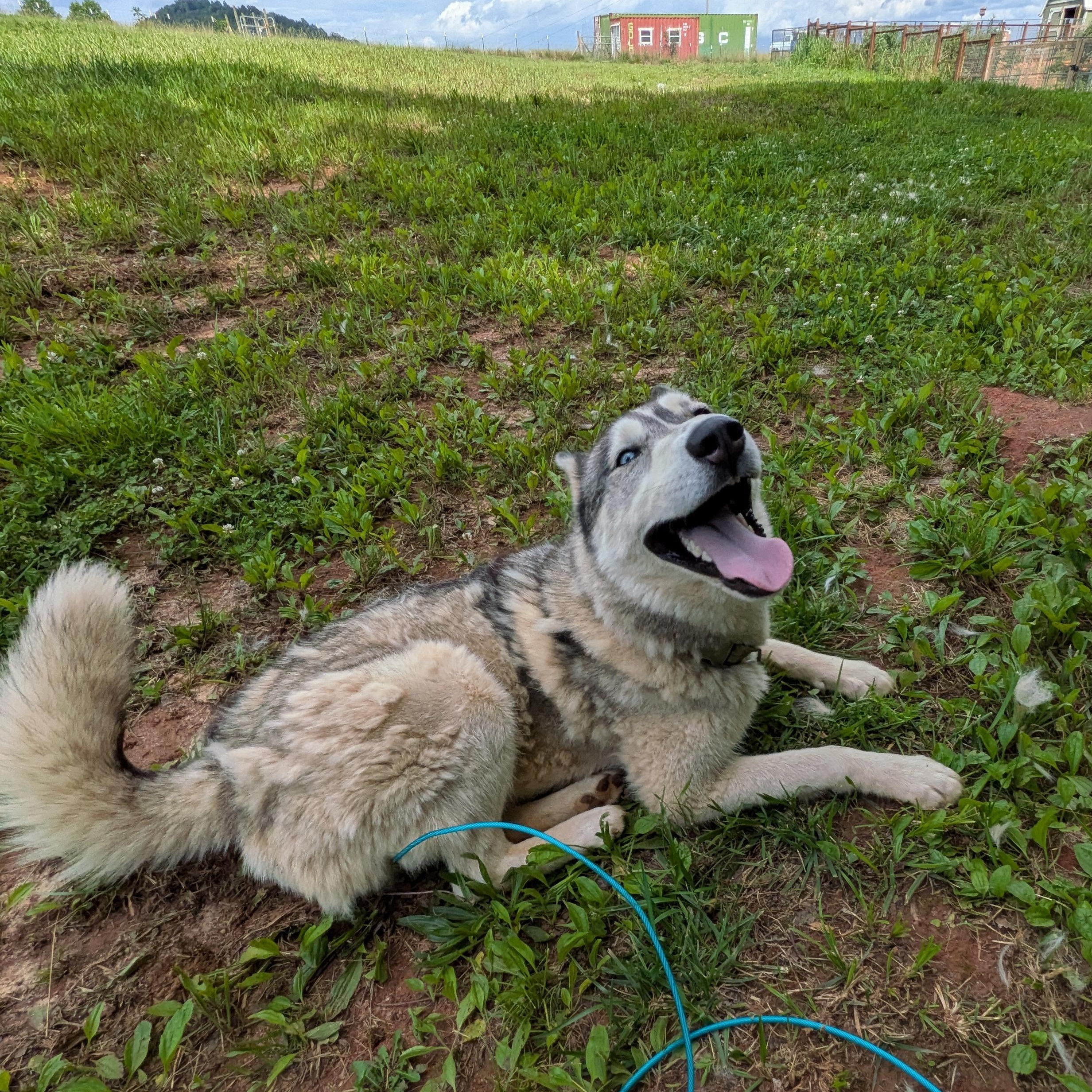 Timber, adopted, Adult Male Siberian Husky.