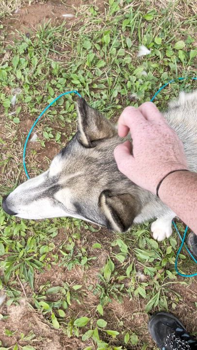 Enlarge Timber, an adopted Siberian Husky in Rutherfordton, NC video 3/3