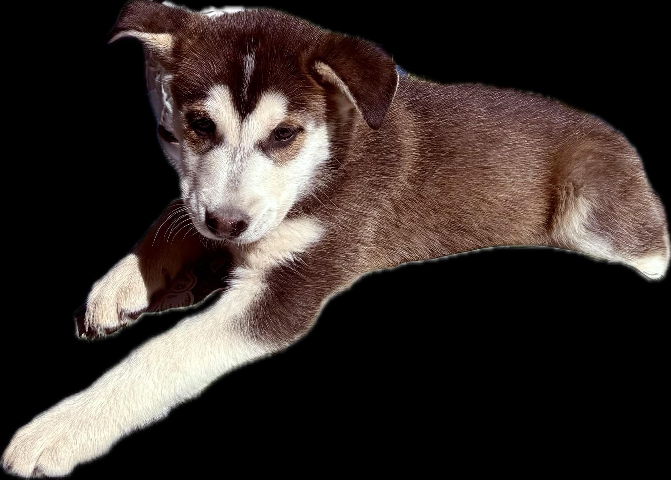 Enlarge Elvis, an adopted mixed breed in West Suffield, CT image 3/3