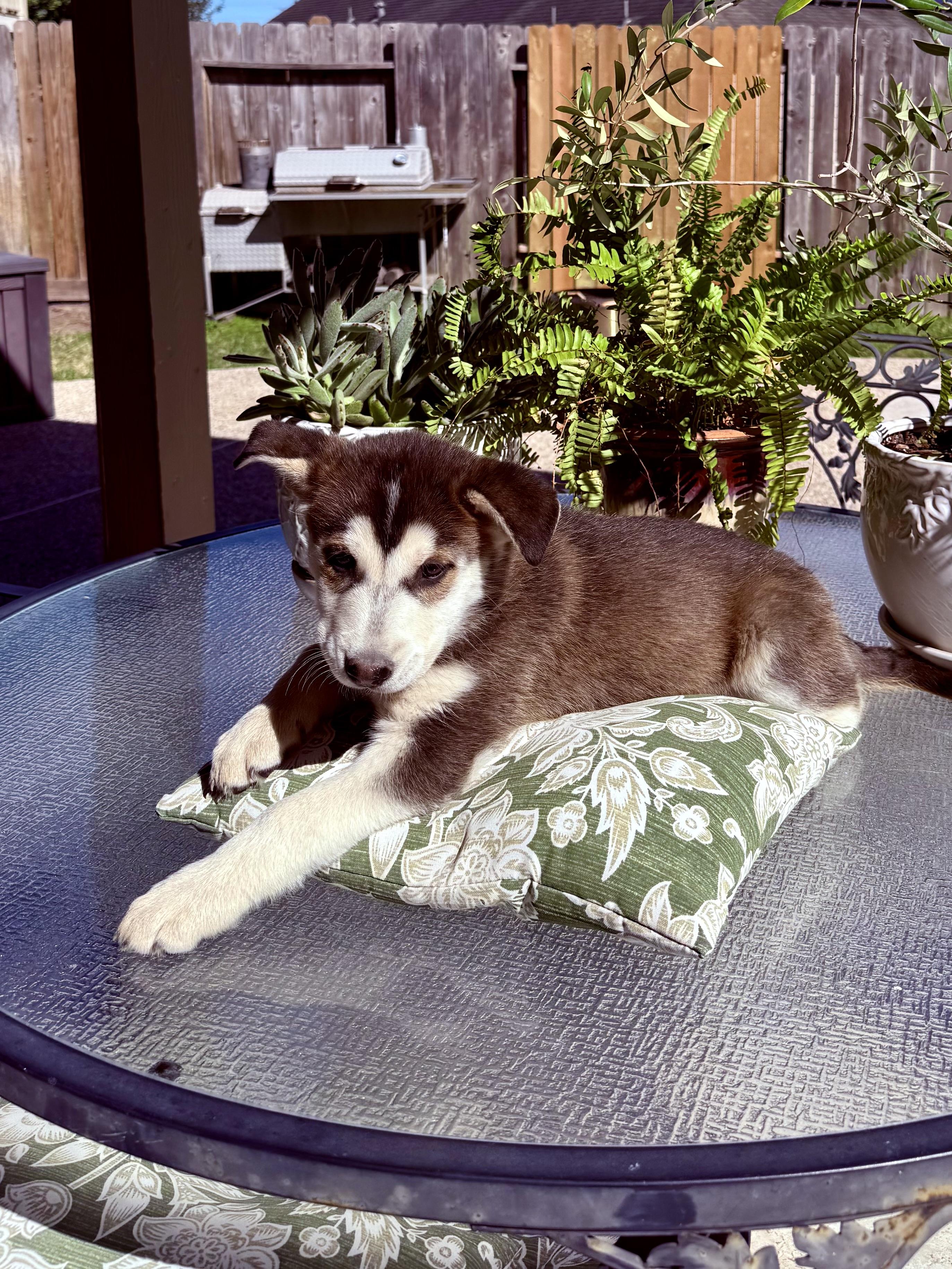 Enlarge Elvis, an adopted mixed breed in West Suffield, CT image 1/3
