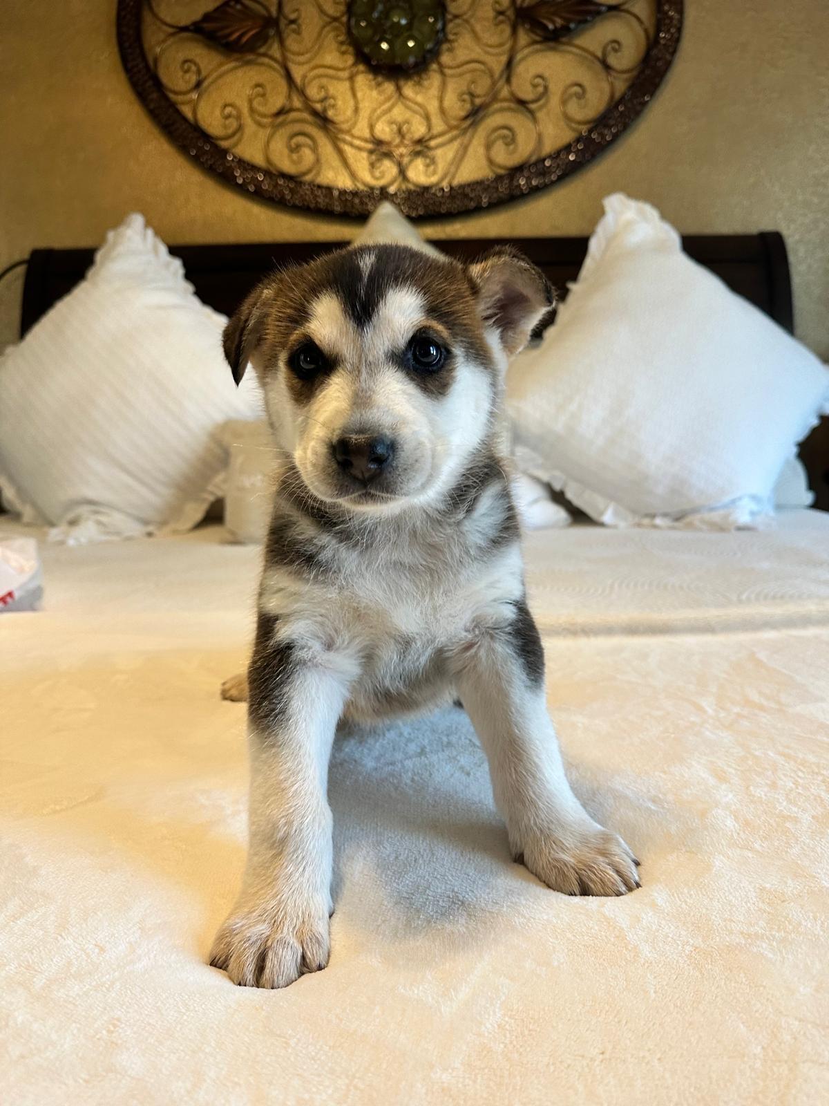 Enlarge Elvis, an adopted mixed breed in West Suffield, CT image 2/3