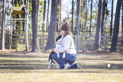 Enlarge 2560b Velcro - Adoption Ambassador, a Adoptable mixed breed in North Charleston, SC image 1/3