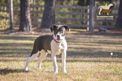 Enlarge 2560b Velcro - Adoption Ambassador, a Adoptable mixed breed in North Charleston, SC image 2/3