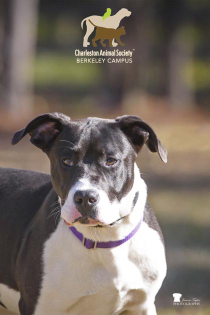 Enlarge 2560b Velcro - Adoption Ambassador, a Adoptable mixed breed in North Charleston, SC image 3/3