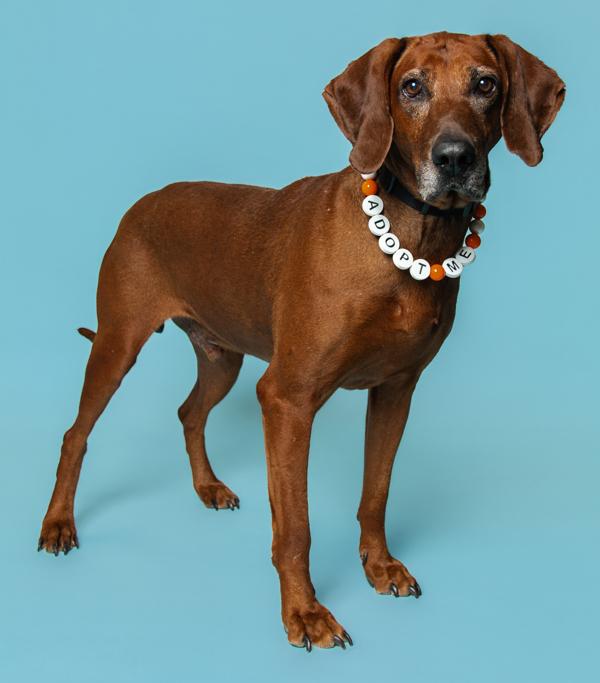 Enlarge Brick, a Adoptable mixed breed in Knoxville, TN image 2/4