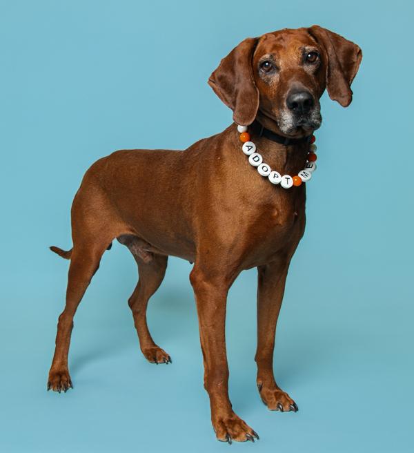 Enlarge Brick, a Adoptable mixed breed in Knoxville, TN image 4/4