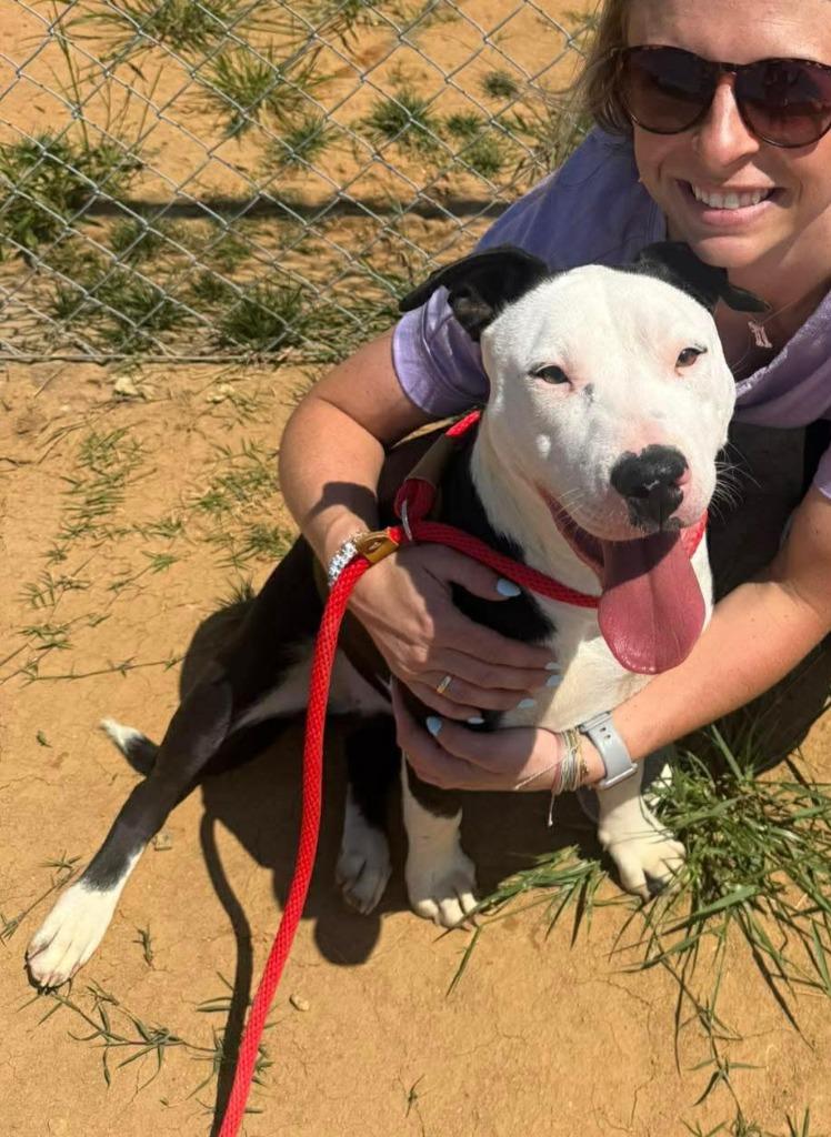 Enlarge Lana, a Adoptable mixed breed in Hartsville, SC image 1/5