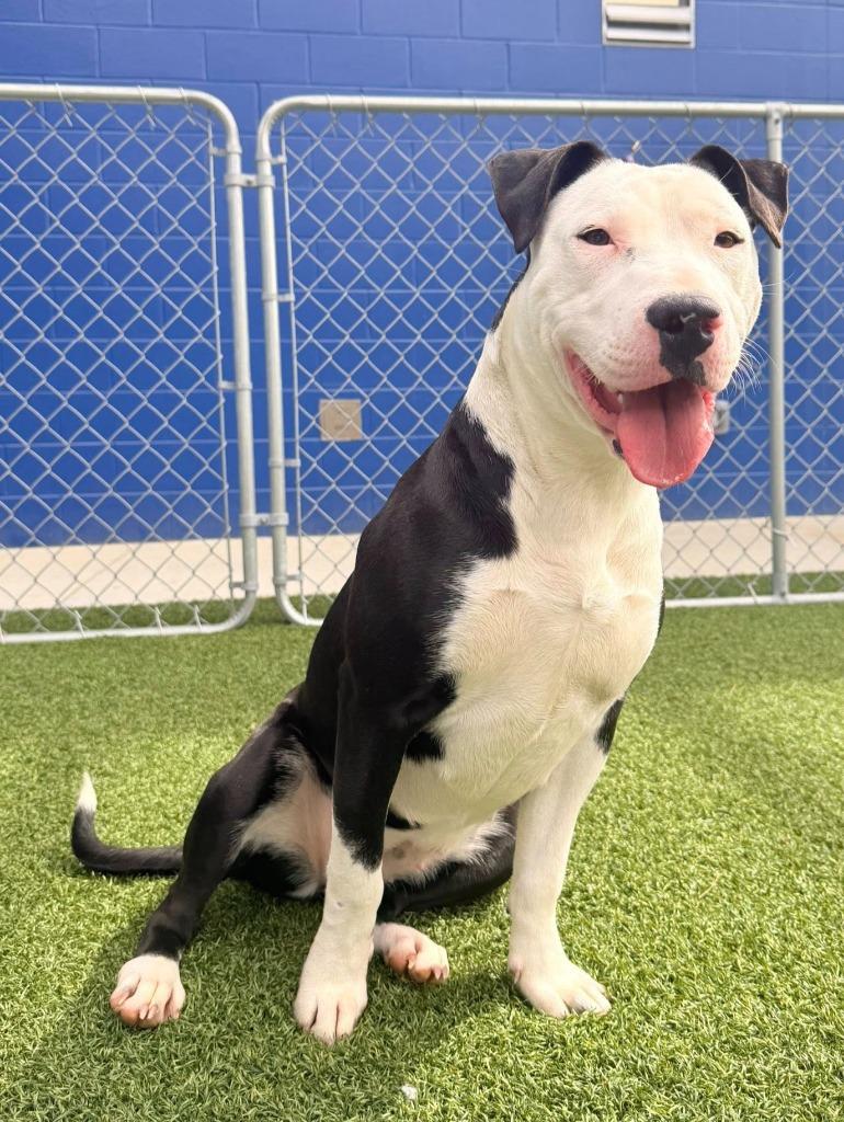 Enlarge Lana, a Adoptable mixed breed in Hartsville, SC image 2/5