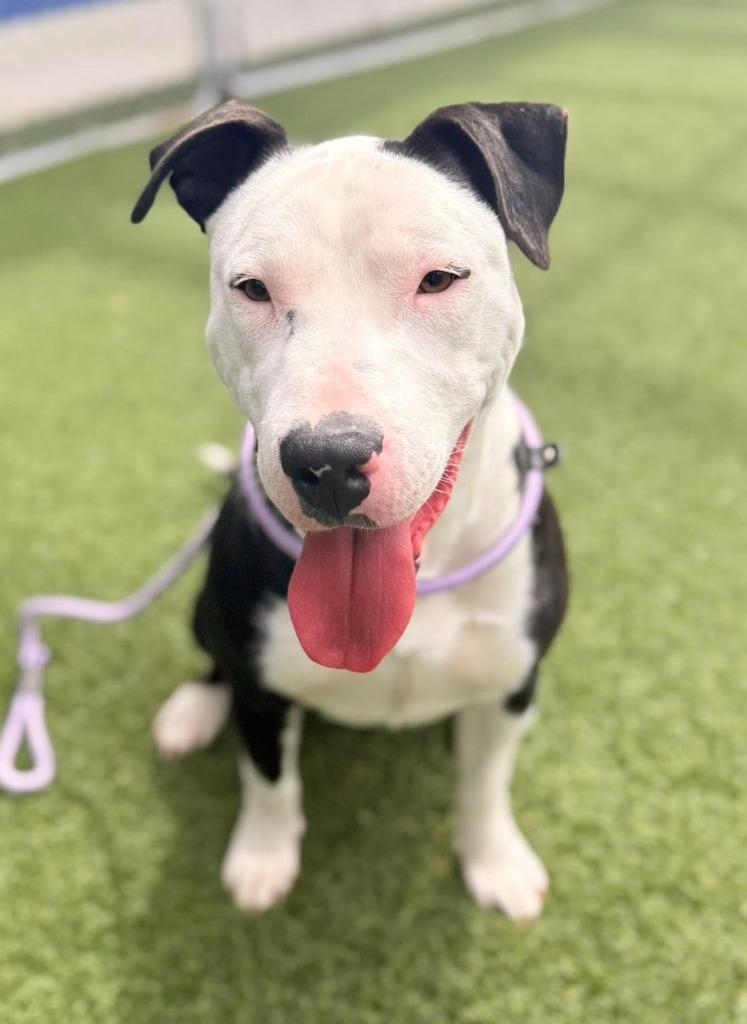 Enlarge Lana, a Adoptable mixed breed in Hartsville, SC image 3/5