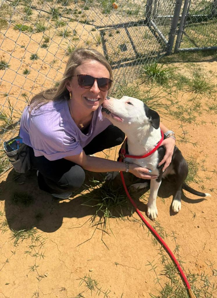 Enlarge Lana, a Adoptable mixed breed in Hartsville, SC image 4/5