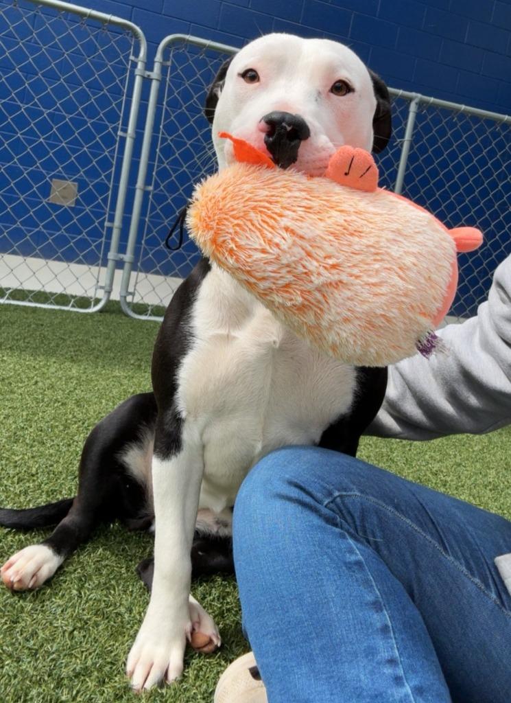 Enlarge Lana, a Adoptable mixed breed in Hartsville, SC image 5/5