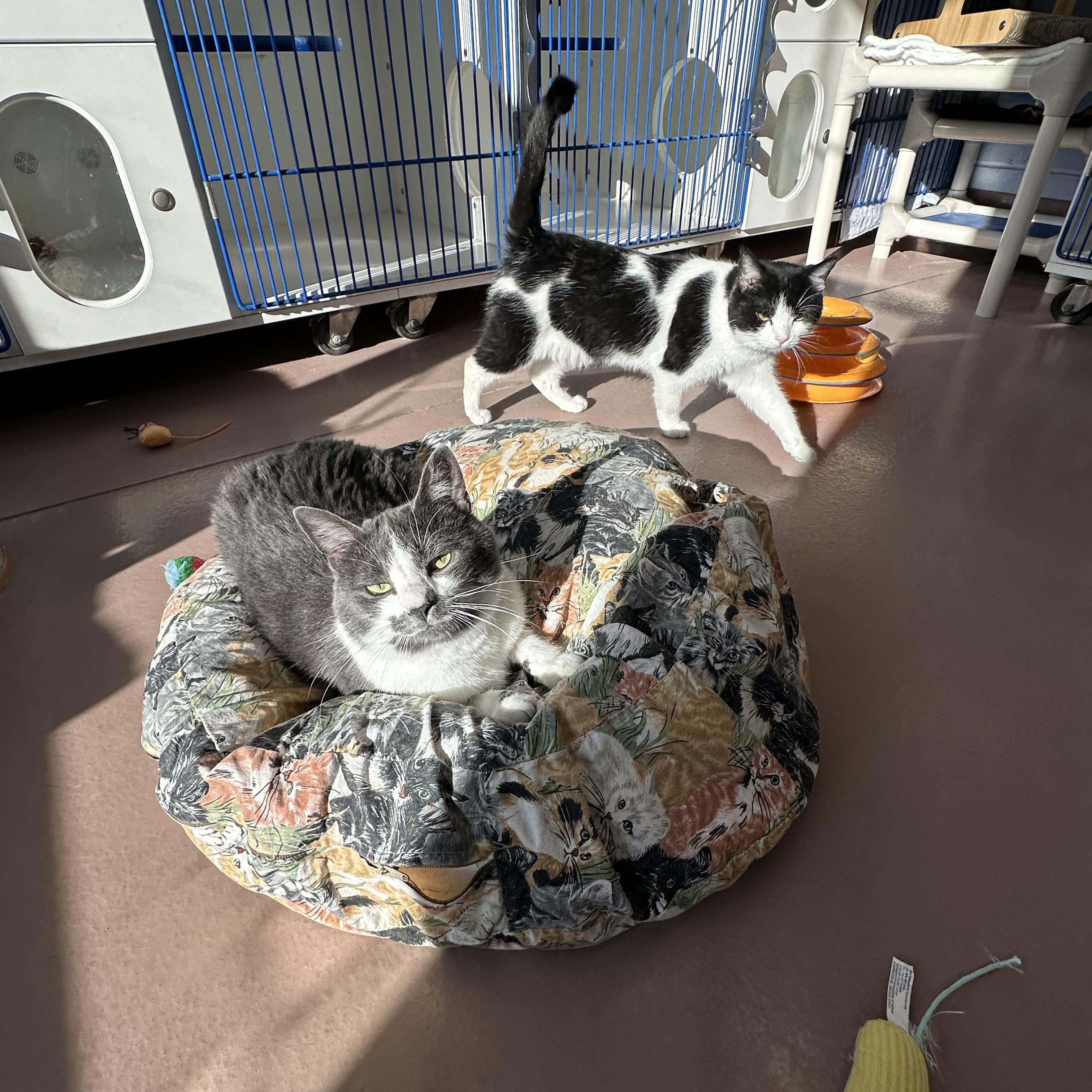 Oreo, a ADOPTABLE Domestic Medium Hair in Prince Frederick, MD image 2/3