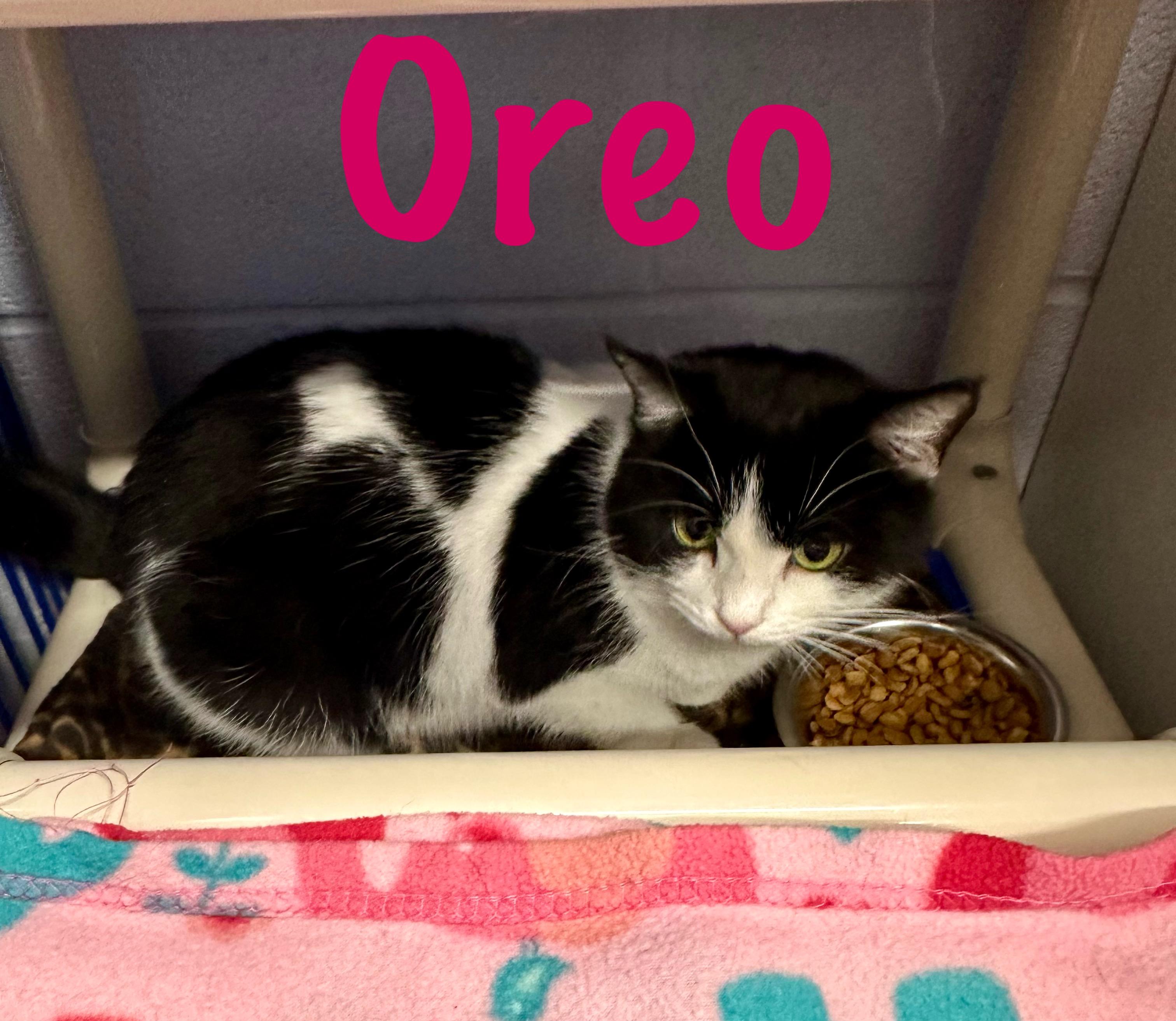 Oreo, a ADOPTABLE Domestic Medium Hair in Prince Frederick, MD image 3/3