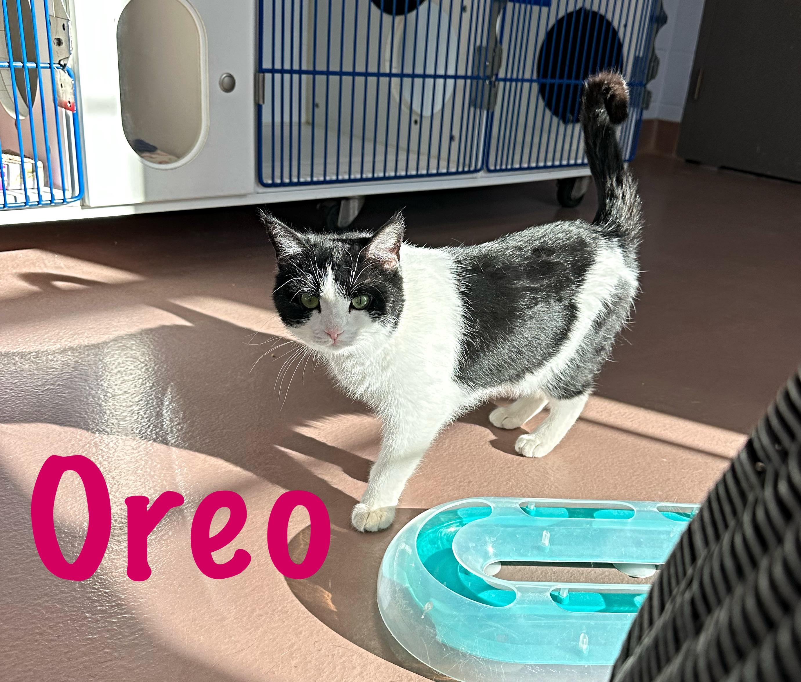 Oreo, a ADOPTABLE Domestic Medium Hair in Prince Frederick, MD image 1/3