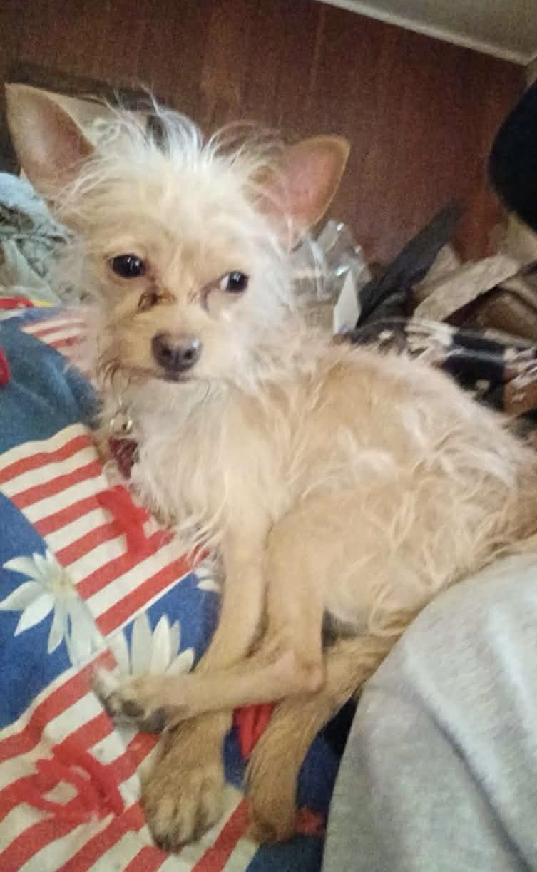 Enlarge Yeti, a Adoptable mixed breed in West Valley, UT image 2/4