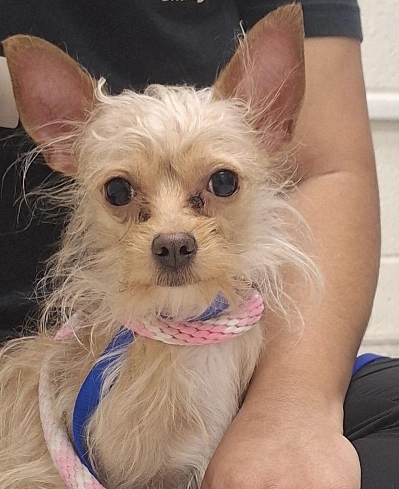 Enlarge Yeti, a Adoptable mixed breed in West Valley, UT image 1/4