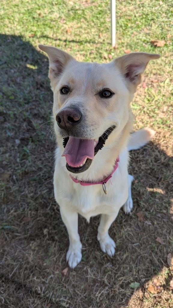 Savannah, Adoptable, Adult Female Labrador Retriever & Affenpinscher.