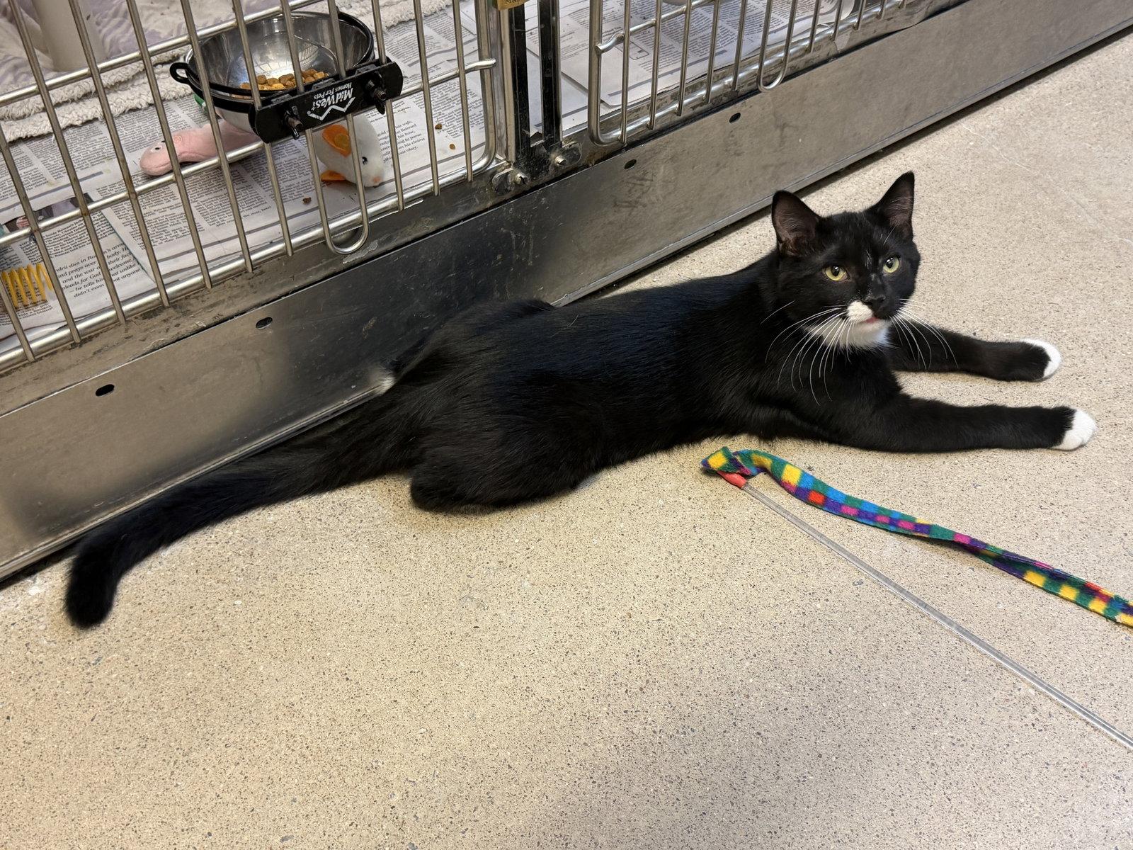 Oreo, Adopted, Young Male Domestic Short Hair.