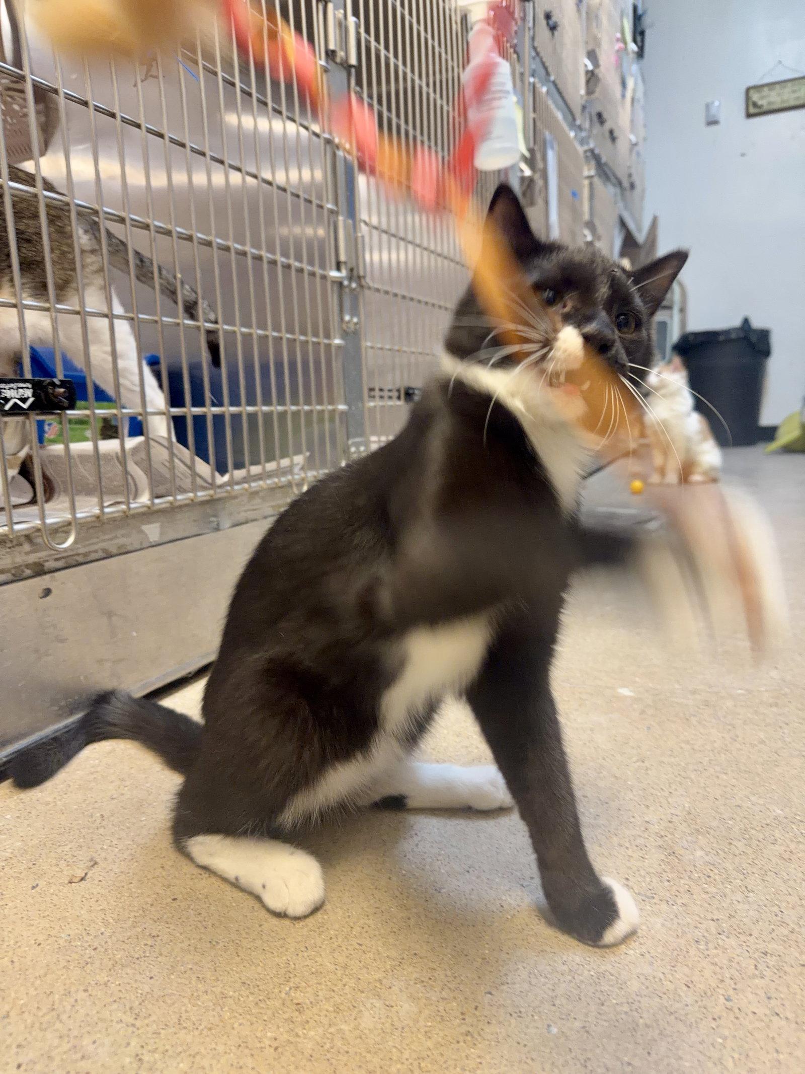 Oreo, a Adopted Domestic Short Hair in Herndon, VA image 2/3