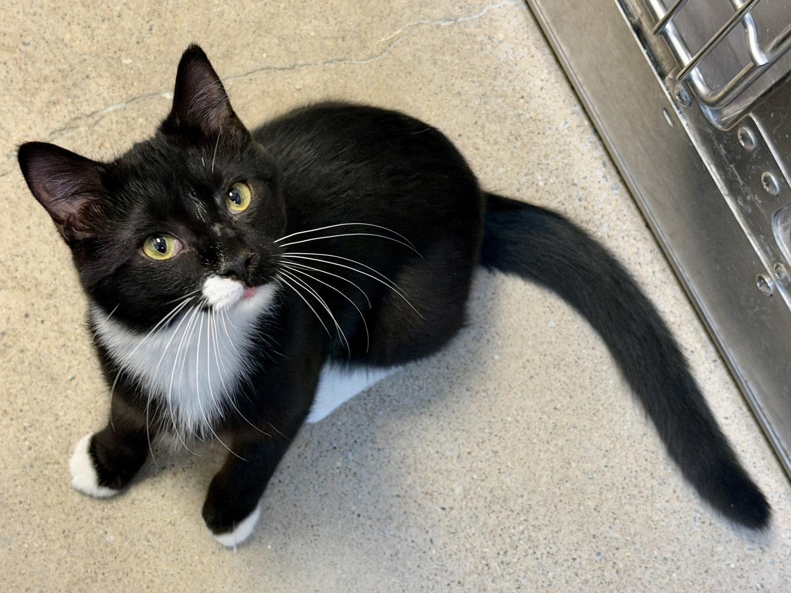 Oreo, a Adopted Domestic Short Hair in Herndon, VA image 3/3
