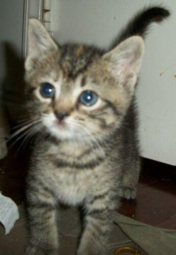 Nancy Drew, Adopted, Kitten Female Domestic Short Hair.