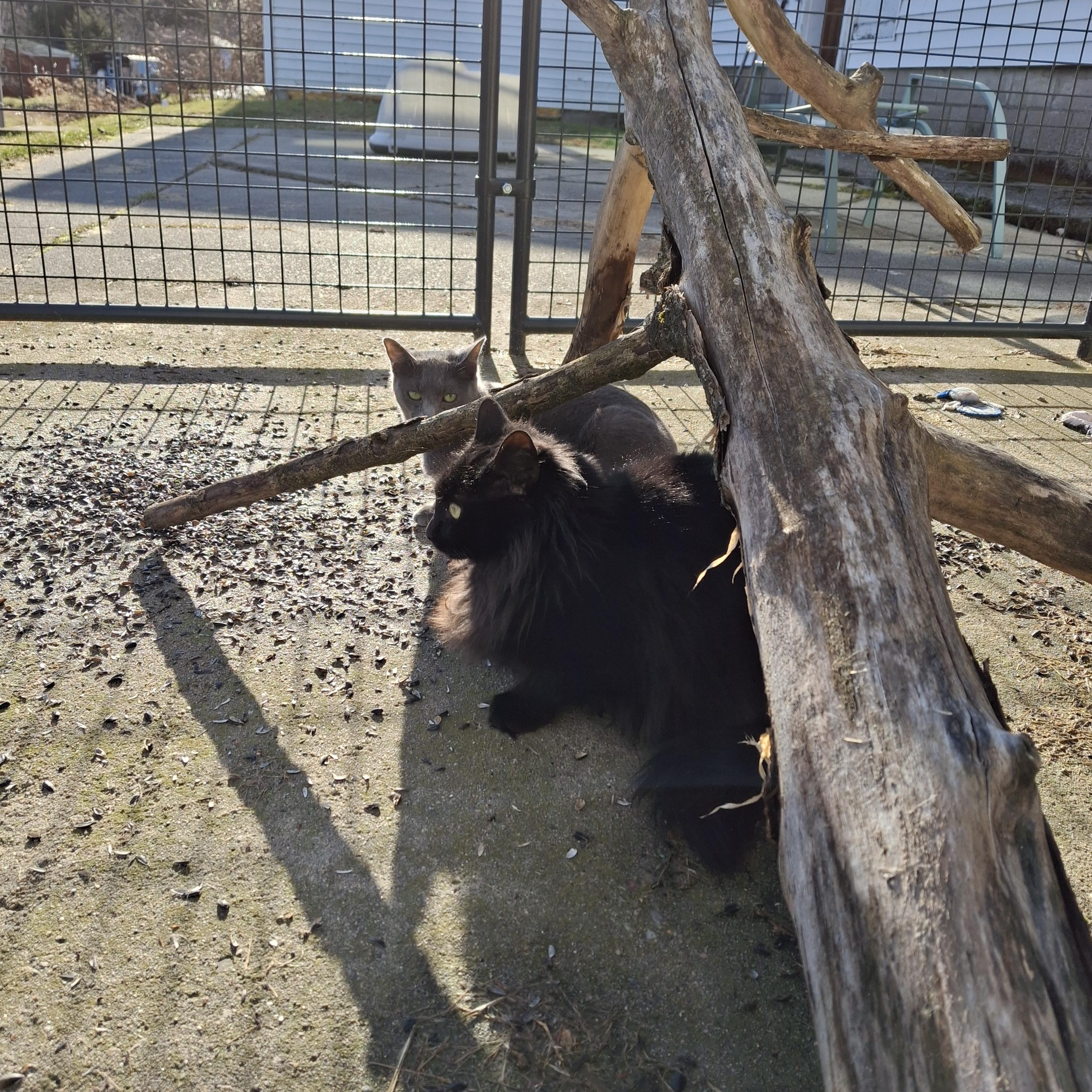 Enlarge Zoey, a Adoptable Domestic Long Hair in Littleton, NH image 6/6
