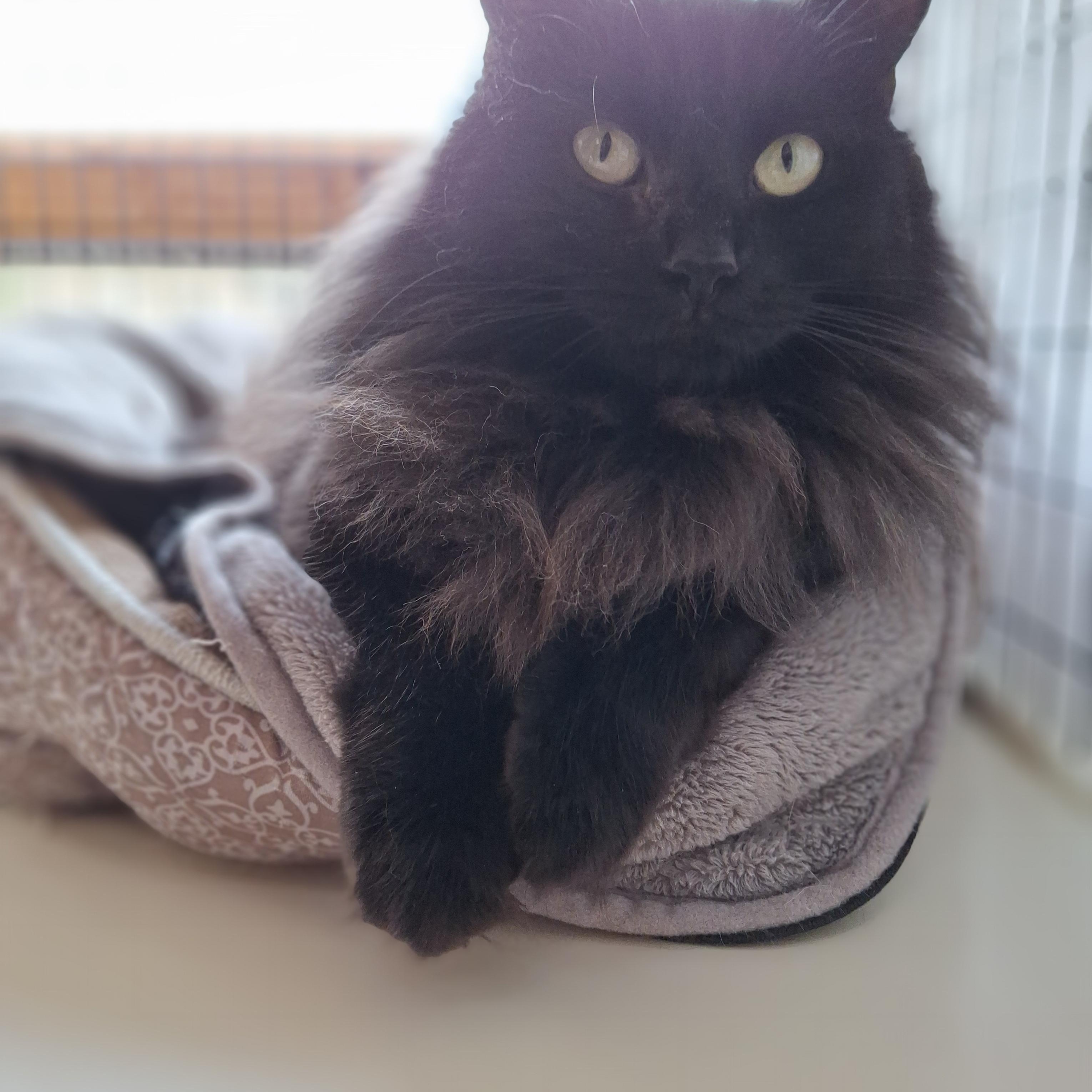 Enlarge Zoey, a Adoptable Domestic Long Hair in Littleton, NH image 4/6