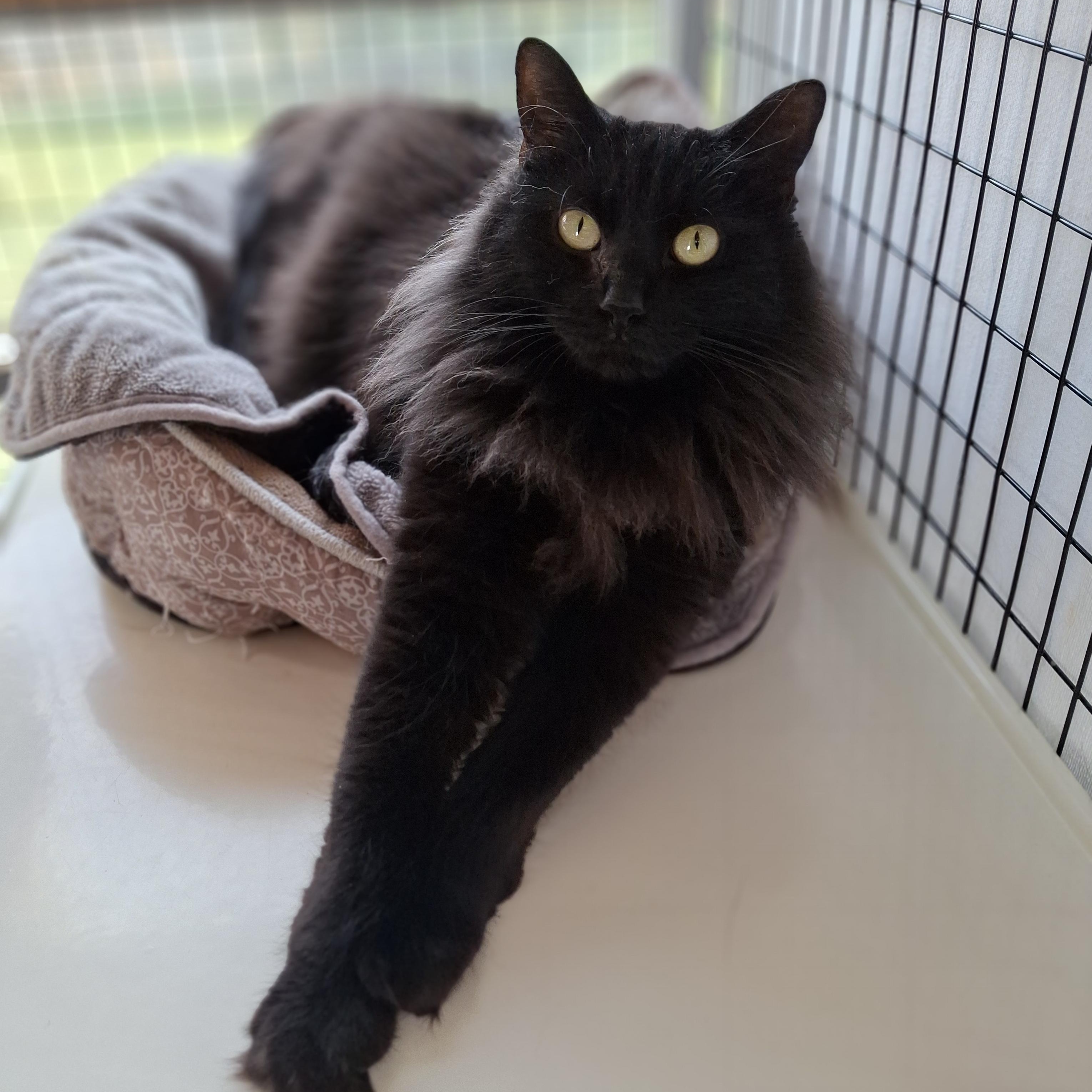 Enlarge Zoey, a Adoptable Domestic Long Hair in Littleton, NH image 1/6