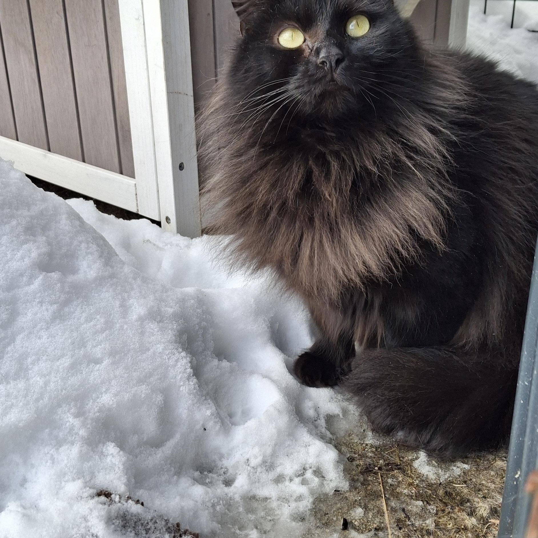 Enlarge Zoey, a Adoptable Domestic Long Hair in Littleton, NH image 3/6