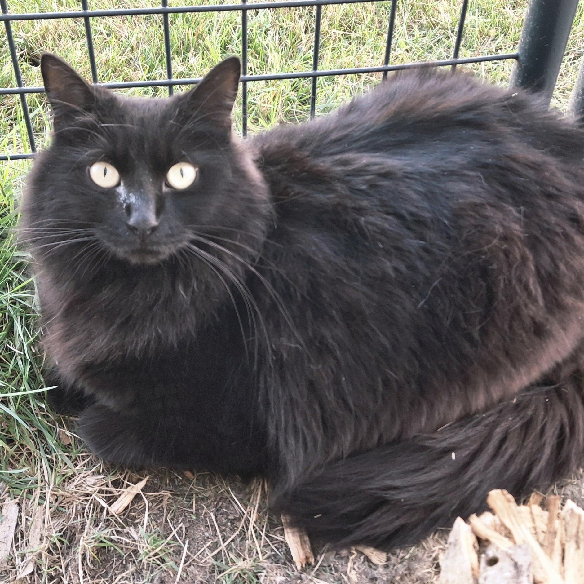 Zoey, an adoptable Domestic Long Hair in Littleton, NH, 03561 | Photo Image 3