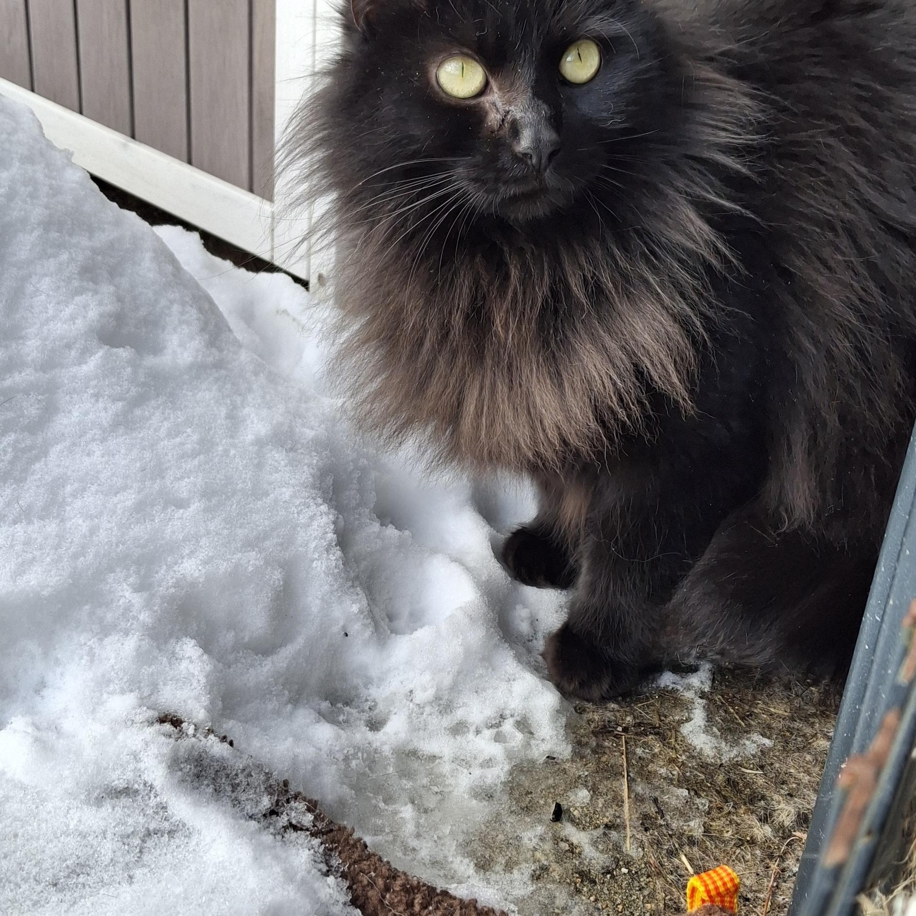 Enlarge Zoey, a Adoptable Domestic Long Hair in Littleton, NH image 5/6