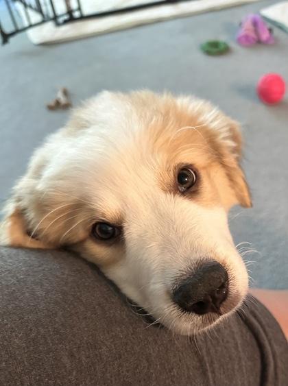 Christa, Adoptable, Puppy Female Great Pyrenees.