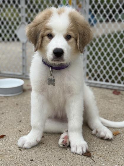 Enlarge Christa, a Adoptable Great Pyrenees in Burlington, WI image 2/3