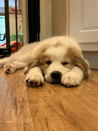Enlarge Christa, a Adoptable Great Pyrenees in Burlington, WI image 3/3