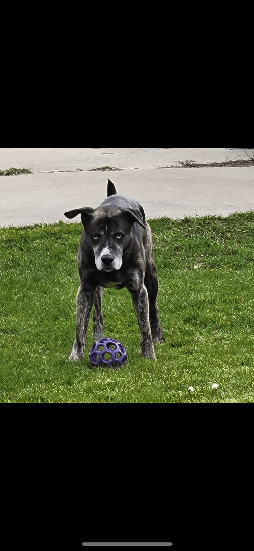 Enlarge REGGIE, a Adopted Catahoula Leopard Dog in Stouffville, ON image 3/12