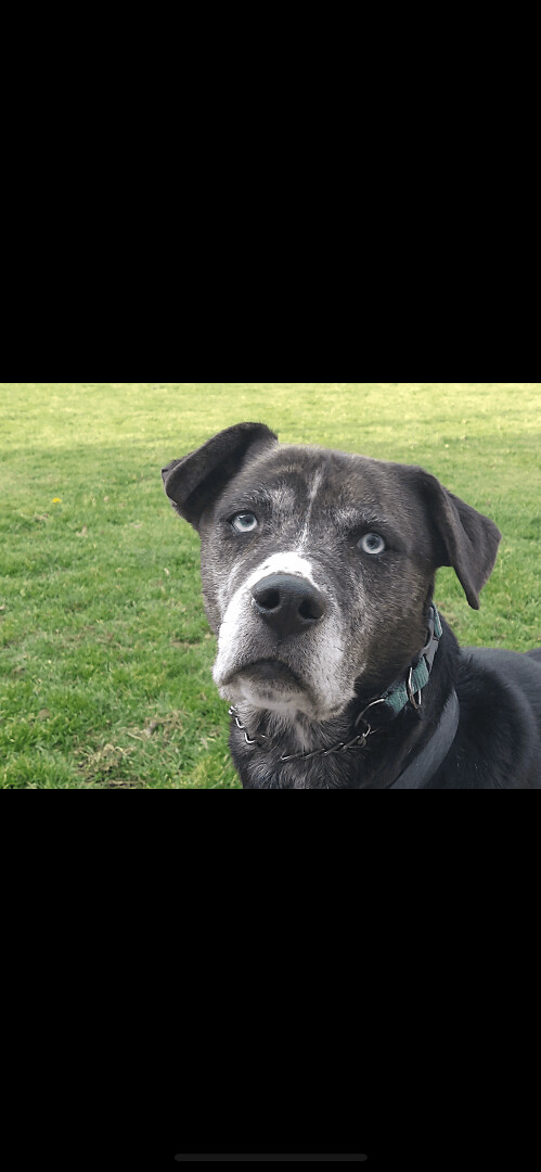 Enlarge REGGIE, a Adopted Catahoula Leopard Dog in Stouffville, ON image 4/12