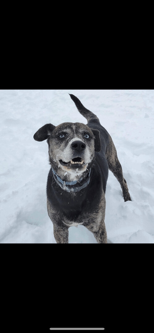 Enlarge REGGIE, a Adopted Catahoula Leopard Dog in Stouffville, ON image 5/12