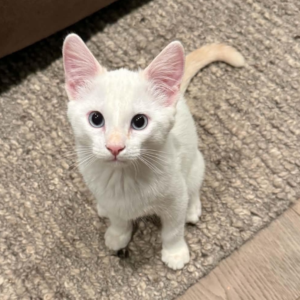 Enlarge Basil, a Adopted Domestic Medium Hair in St. George, UT image 1/2