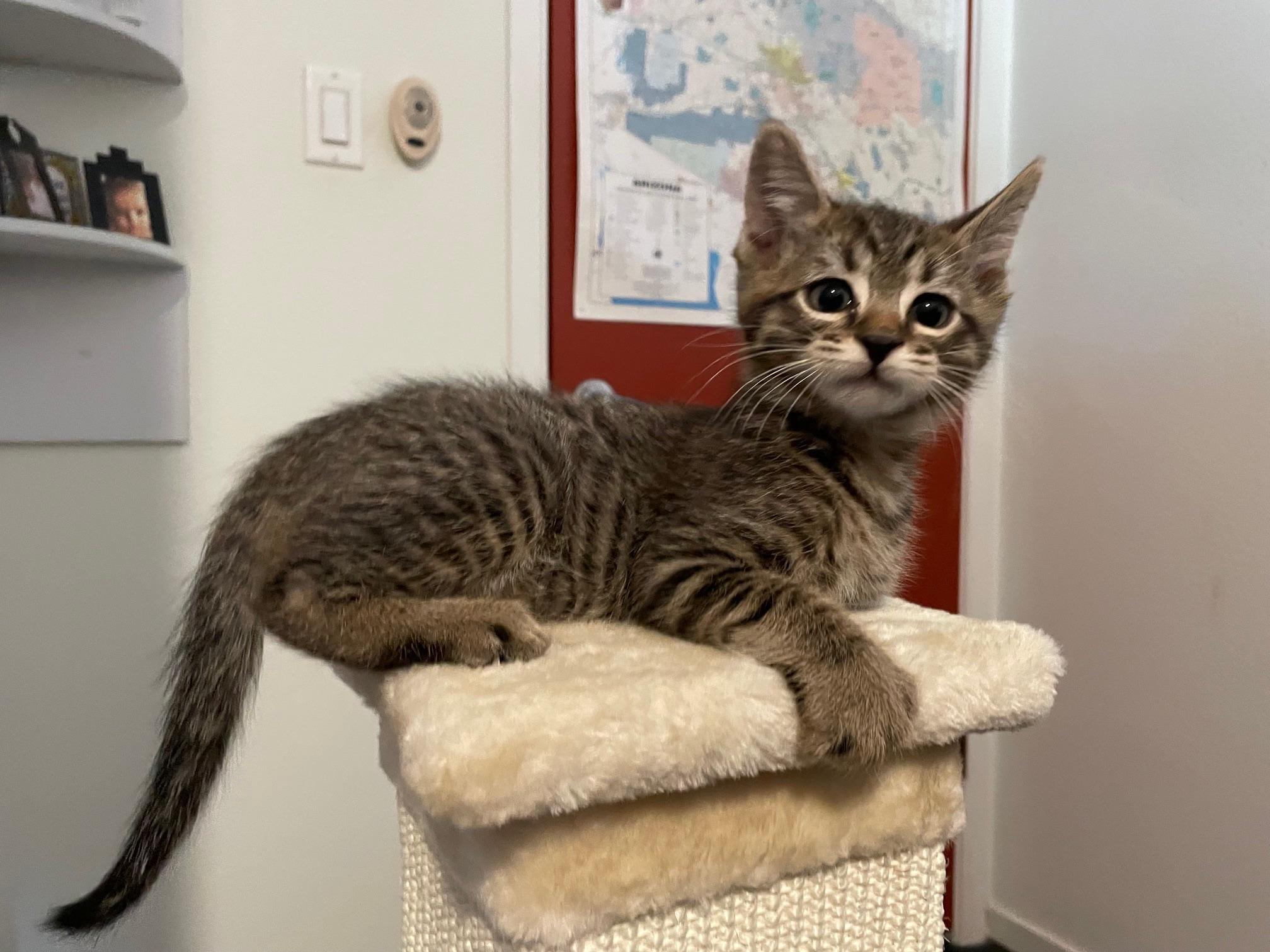 Enlarge Mikey, a ADOPTABLE Domestic Short Hair in Chandler, AZ image 1/3