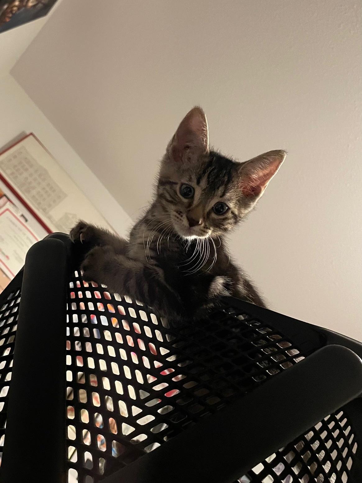 Enlarge Mikey, a ADOPTABLE Domestic Short Hair in Chandler, AZ image 2/3